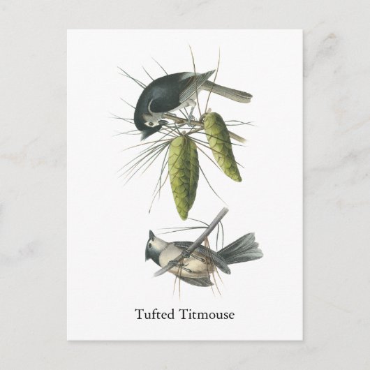 Carte Postale Tufted Titsouris, John Audubon (Devant)