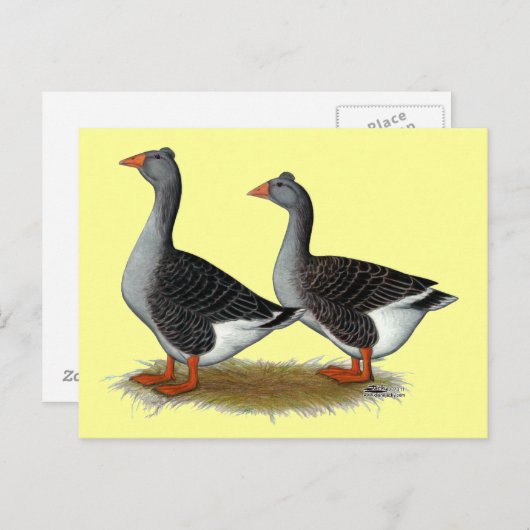 Carte Postale Tufted toulouse Geese (Devant / Derrière)