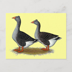 Carte Postale Tufted toulouse Geese