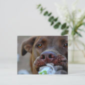 Carte Postale Tuggage de chocolat Lab Pit Chiot (Debout devant)