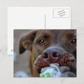 Carte Postale Tuggage de chocolat Lab Pit Chiot (Devant / Derrière)