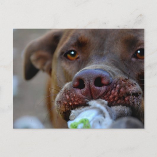 Carte Postale Tuggage de chocolat Lab Pit Chiot (Devant)