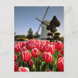 Carte Postale Tulières rouges et fleurs de moulins à vent