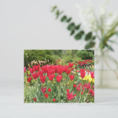 CARTE POSTALE TULIERS ROUGES (Debout devant)