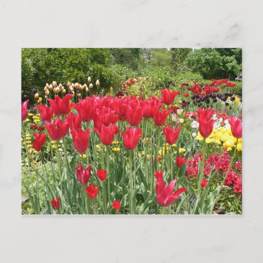 CARTE POSTALE TULIERS ROUGES (Devant)