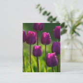 CARTE POSTALE TULIERS VIBRANTS (Debout devant)