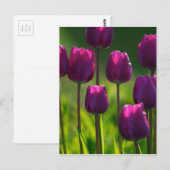 CARTE POSTALE TULIERS VIBRANTS (Devant / Derrière)