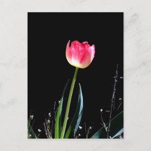 Carte Postale Tuliforme de printemps