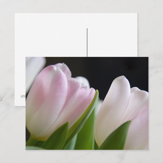 Carte postale Tulip (Devant / Derrière)
