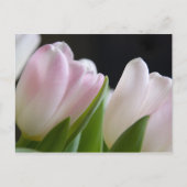 Carte postale Tulip (Devant)