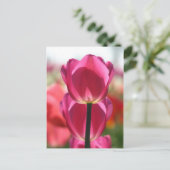 Carte postale Tulip (Debout devant)