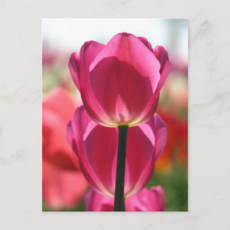 Carte postale Tulip