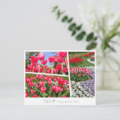 Carte Postale Tulip (Debout devant)