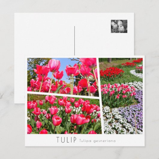 Carte Postale Tulip (Devant / Derrière)
