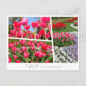 Carte Postale Tulip (Devant)