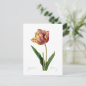 Carte Postale Tulip (Debout devant)