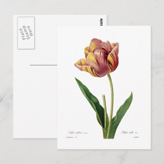 Carte Postale Tulip (Devant / Derrière)