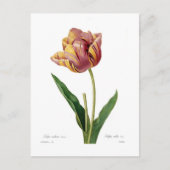 Carte Postale Tulip (Devant)