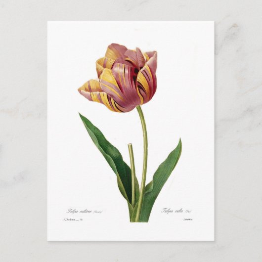 Carte Postale Tulip (Devant)