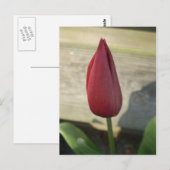 Carte Postale Tulip (Devant / Derrière)