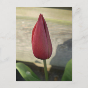 Carte Postale Tulip