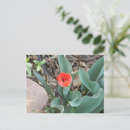 Carte postale Tulip (Debout devant)