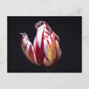 Carte Postale Tulip