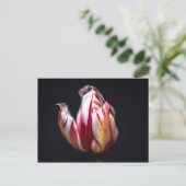 Carte Postale Tulip (Debout devant)