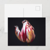 Carte Postale Tulip (Devant / Derrière)