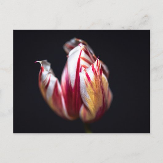 Carte Postale Tulip (Devant)