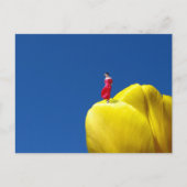 Carte Postale Tulip (Devant)