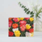 Carte postale Tulip (Debout devant)