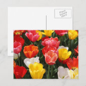 Carte postale Tulip (Devant / Derrière)