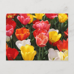 Carte postale Tulip