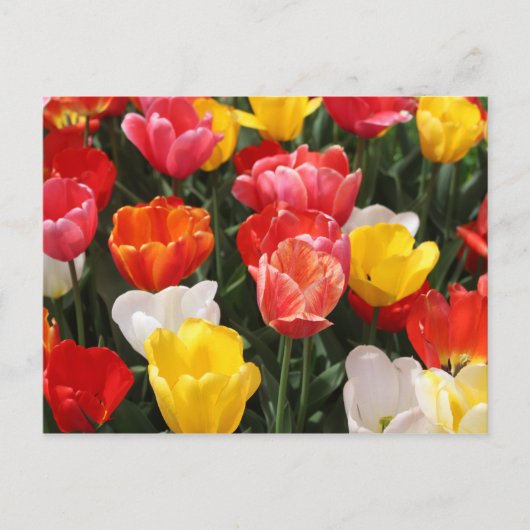 Carte postale Tulip (Devant)