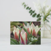 Carte postale Tulip (Debout devant)