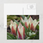 Carte postale Tulip (Devant / Derrière)