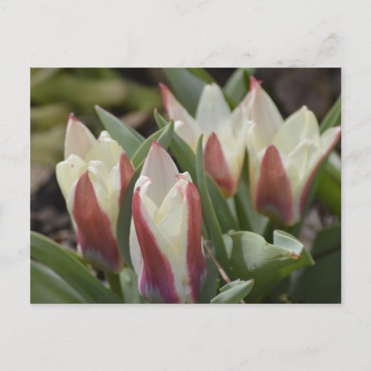 Carte postale Tulip (Devant)