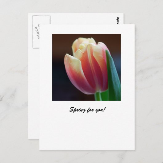 Carte Postale Tulip (Devant / Derrière)