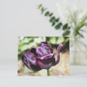 CARTE POSTALE TULIP À POURPULS (Debout devant)