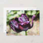 CARTE POSTALE TULIP À POURPULS (Devant / Derrière)