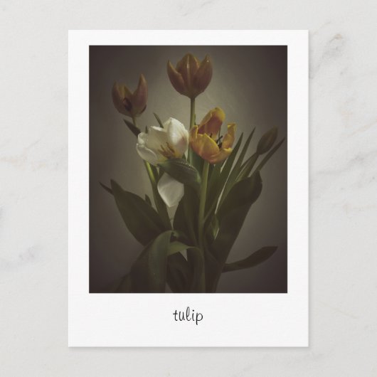 Carte Postale "tulip" de Heidi Rondak Photographie (Devant)