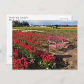 Carte Postale Tulip Farm (Devant / Derrière)
