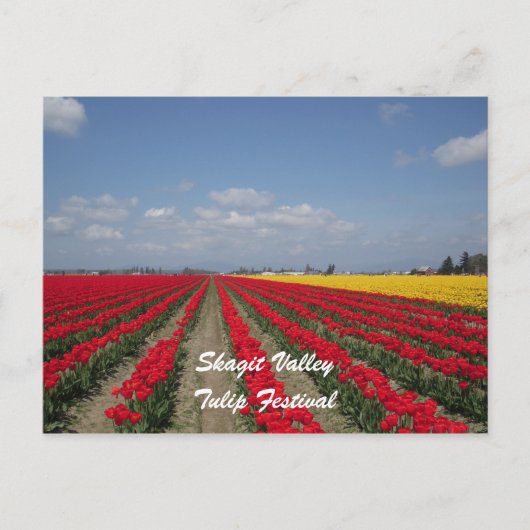Carte Postale Tulip Festival, Skagit Valley, Tulip Festival (Devant)