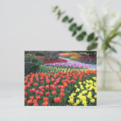 Carte Postale Tulip Gardens (Debout devant)