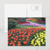 Carte Postale Tulip Gardens (Devant / Derrière)