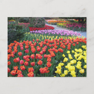 Carte Postale Tulip Gardens