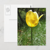 Carte postale Tulip Jaune (Devant / Derrière)