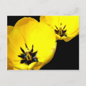 Carte postale Tulip Jaune (Devant)