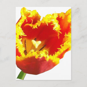 Carte Postale tulip.png